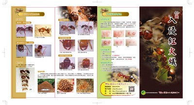 宣導摺頁認識入侵紅火蟻正面