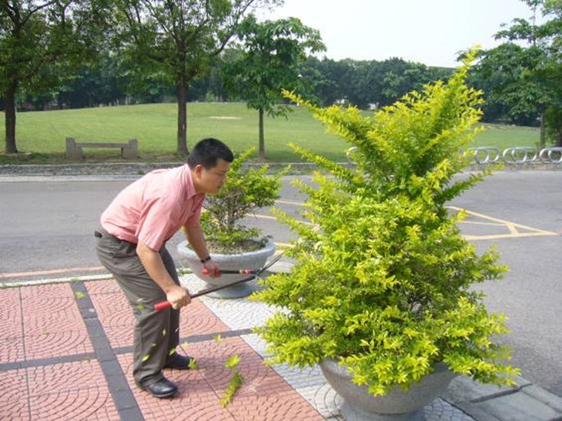 協助辦公室四周修剪花木